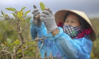 La capital del albaricoque amarillo en Vietnam central “cambia de ropa” para dar la bienvenida al Tet