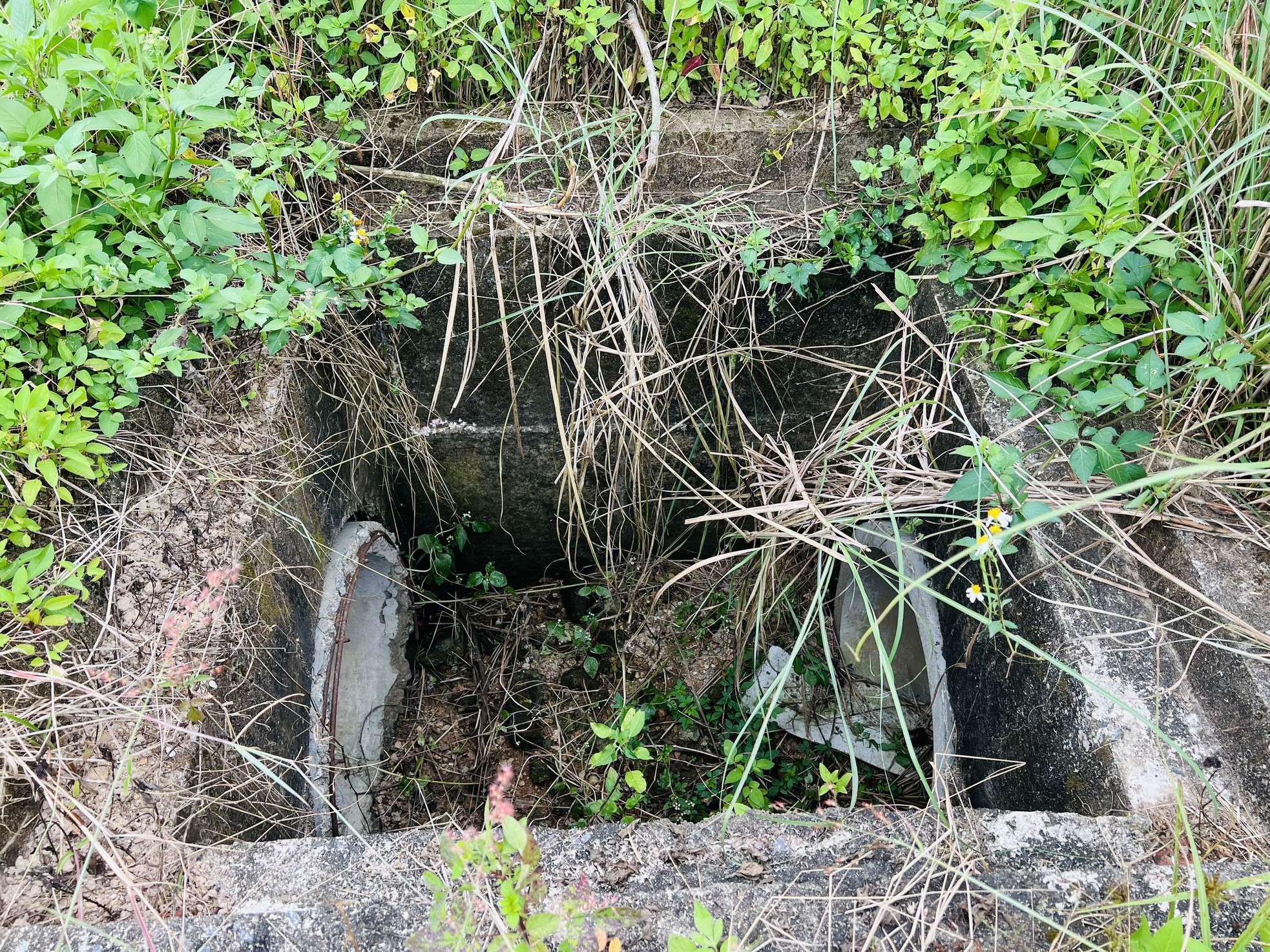 Pasto crecido y basura acumulada en un proyecto residencial de 400 mil millones de dólares en Quang Ngai, foto 12