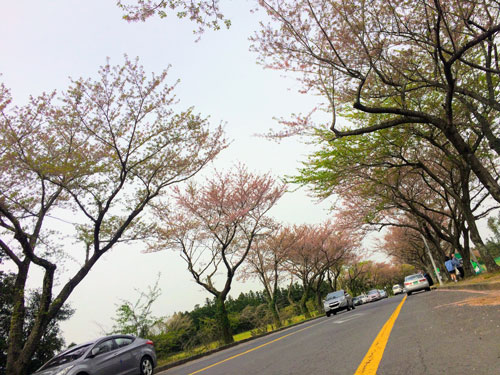 Hạ cánh nơi... Jeju - Ảnh 1.