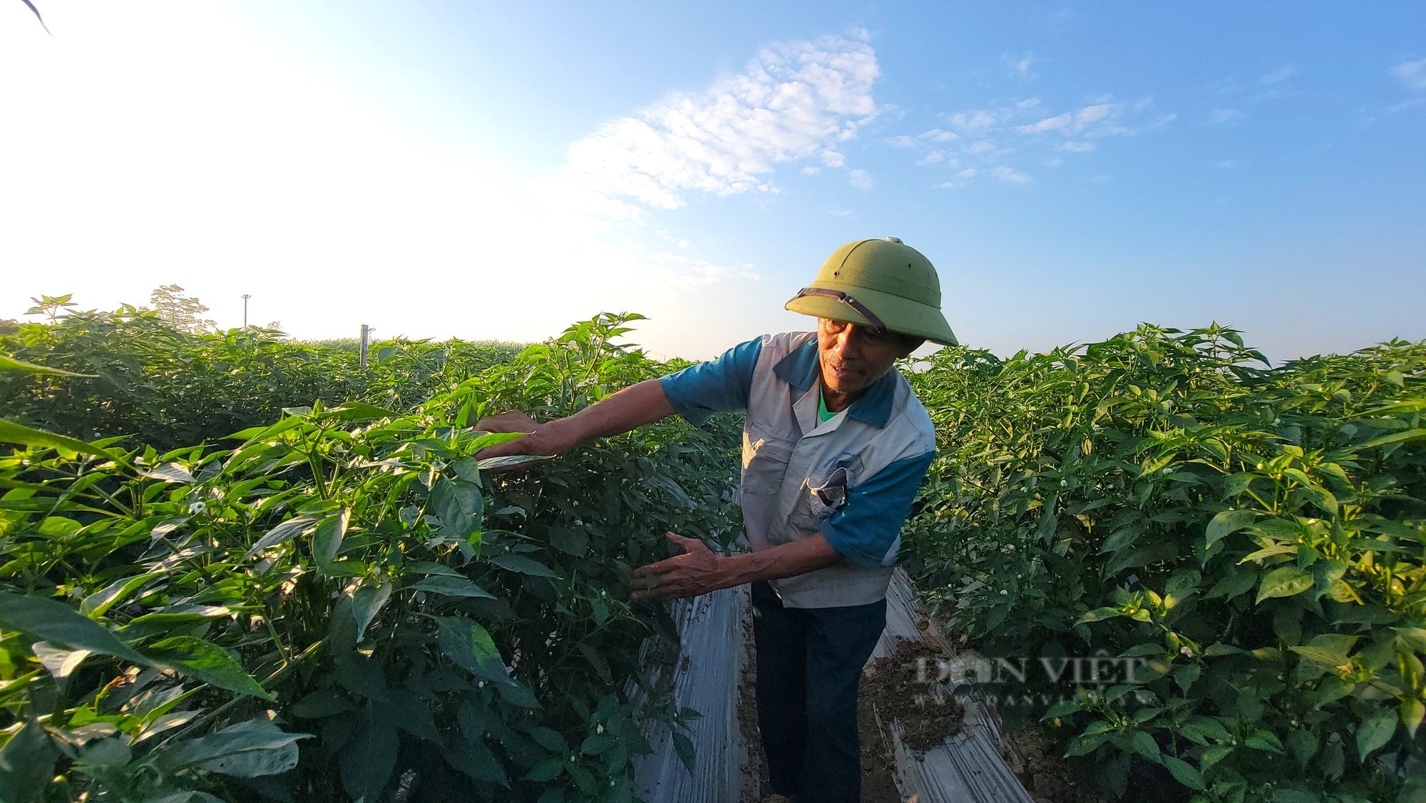 Trồng quả cay xè, ai ăn cũng xuýt xoa, được thu dài ngày, nông dân nơi này Hải Dương chờ ngày hái quả, thu tiền - Ảnh 1.