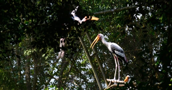 ティエンザン省ドンタップムオイ地域の有名な森に入ると、奇妙な足の長い野鳥がいました。