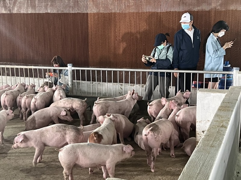 Los cerdos comen plátanos continuamente, Hoang Anh Gia Lai vende productos, habla sobre capital, plátanos, panceta de cerdo, foto 1