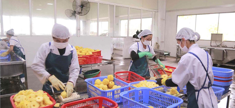 Der Anbau und die Ernte von Ananas haben den Bauern in der Provinz Hunderte Milliarden Dong eingebracht. Foto: Manh Dung