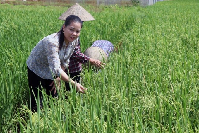 Chị Nguyễn Thị Hà, top 100 Nông dân Việt Nam xuất sắc năm 2023. Ảnh NVCC