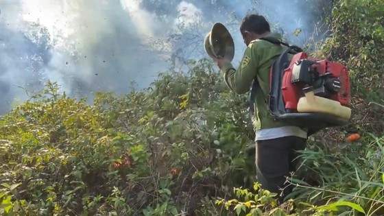 하띤성 산불 진화에 수백명 동원 사진 6