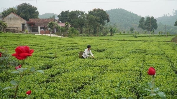 253 productos OCOP crean un nuevo impulso para la agricultura de Bac Giang