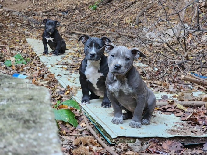 Chó pit bull tại một vùng ngoại ô ở Hàn Quốc, tháng 10/2023. Ảnh: Facebook/Korea Pitbull Terrier