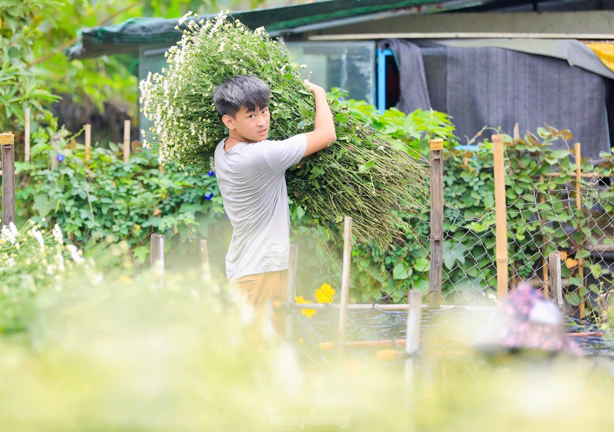 สวนดอกเดซี่หายากที่รอดพ้นจากพายุไต้ฝุ่นยางิที่บานสะพรั่ง อวดสีสันให้โลกได้เห็น ภาพที่ 8