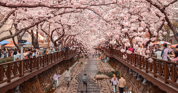 Lassen Sie sich von der Schönheit der Kirschblütensaison in Jinhae überwältigen