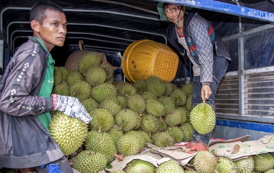 Nông dân Khánh Hòa phấn khởi vì giá sầu riêng lần đầu “lập đỉnh” ảnh 2