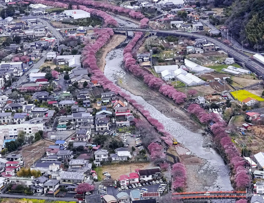 Cherry blossoms bloom along a river in Kawazu, Shizuoka Prefecture, Japan. (Photo: Kyodo/VNA)