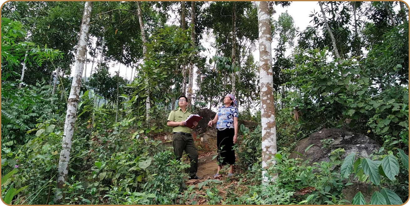 El sector forestal ha recibido la debida atención de inversión por parte de la provincia de Lao Cai.    