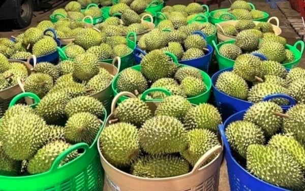 Was hat den starken Preisverfall der Durian-Pflanze verursacht?