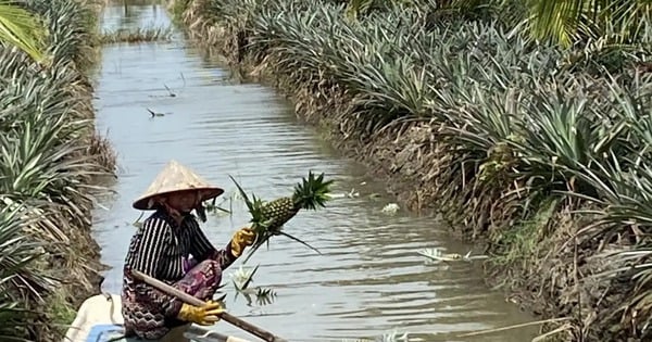 Cho dừa sáp chung ruộng với cây khóm ở Kiên Giang, ngỡ "trồng lung tung", ai ngờ lợi đủ đường