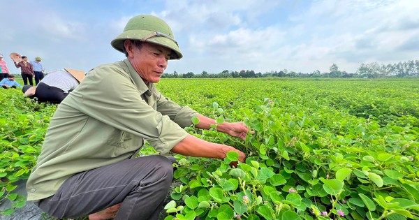 Trồng loài cây dược liệu có tác dụng với bệnh sỏi thận, nông dân một xã của tỉnh Hải Dương thu trăm triệu/ha