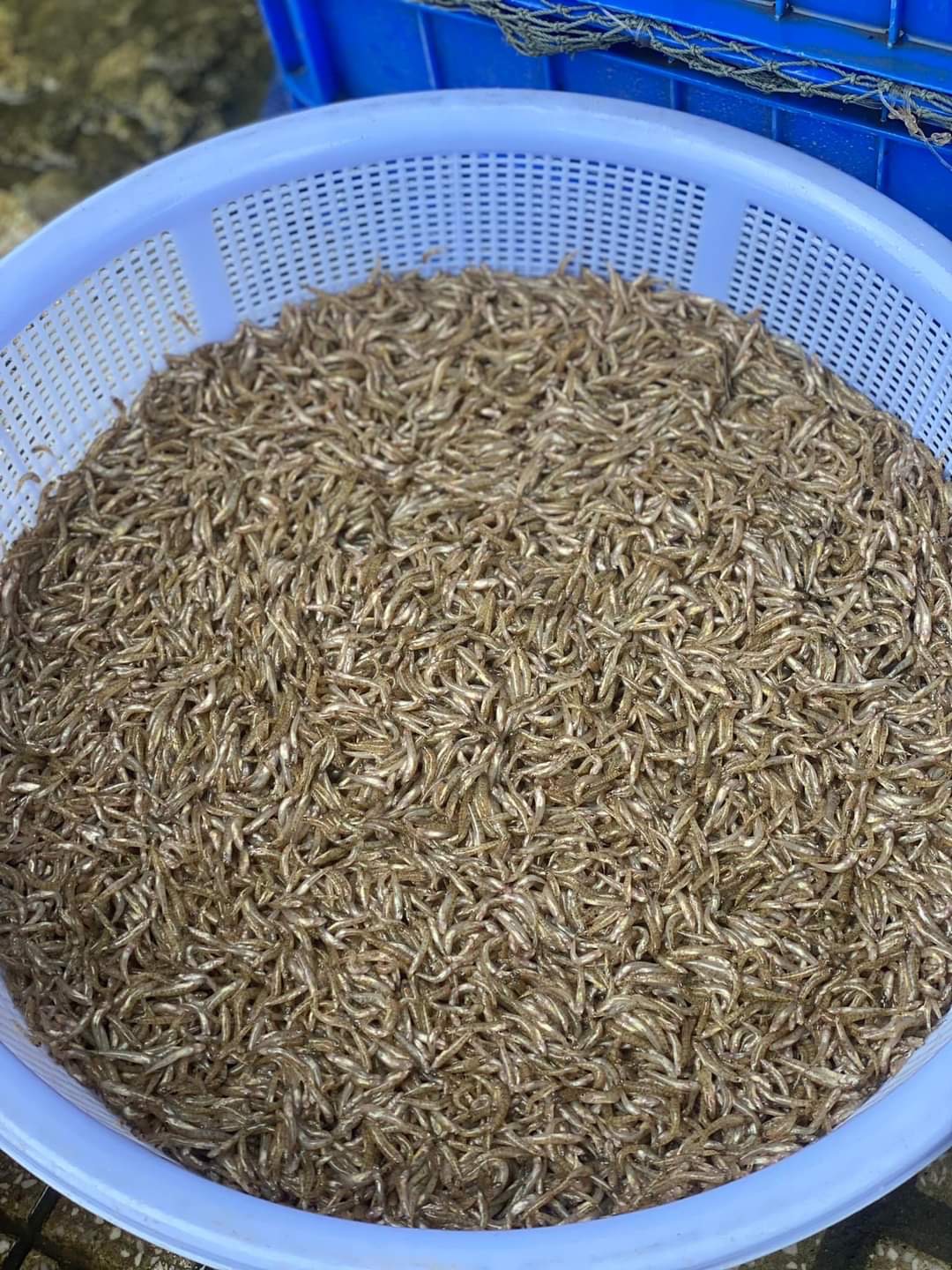 Món quà tết ấm áp cá Thài bai sông Trà- Ảnh 3.