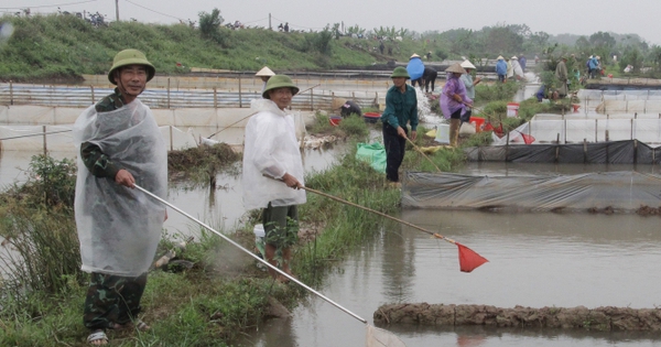 Tôt le matin, en allant sur le terrain pour attraper le poisson de spécialité rouge vif, en quelques mois seulement, les habitants d'une commune de la province de Thai Binh ont immédiatement 20 milliards