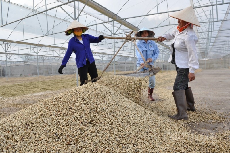 La oferta sigue disminuyendo y se espera que los precios de exportación del café aumenten