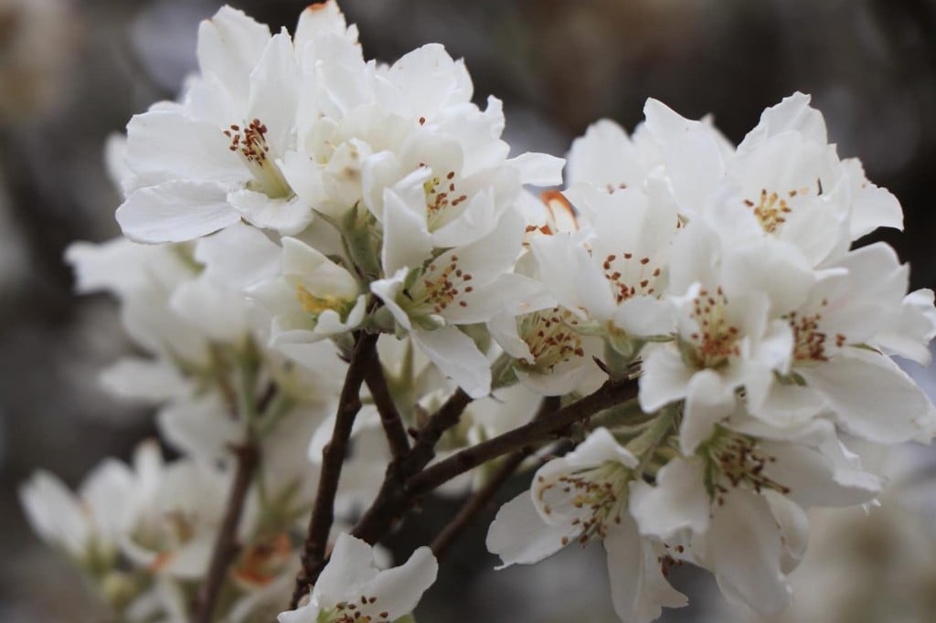 Opening of the Hawthorn Flower Festival, wearing the poetic coat of Spring