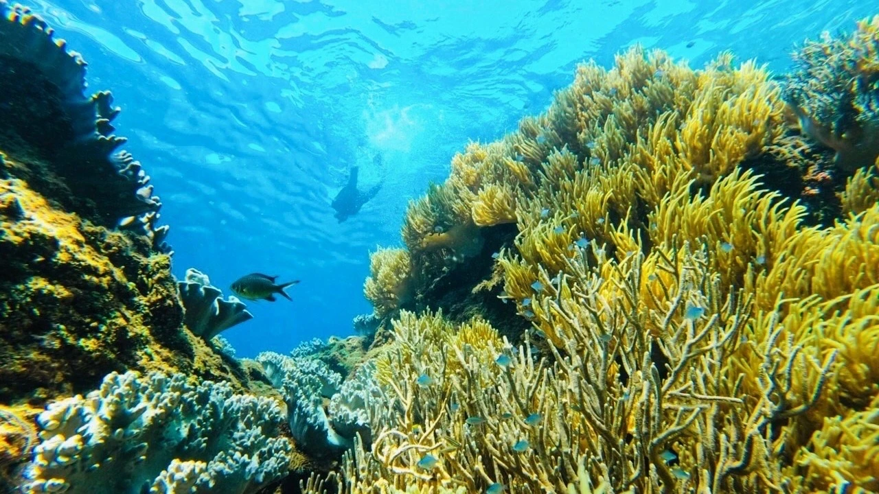 Explora el mágico océano con el turismo de buceo foto 12