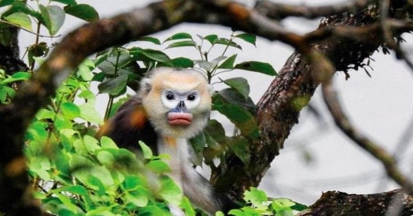 ベトナムの野鳥や動物の印象的な写真