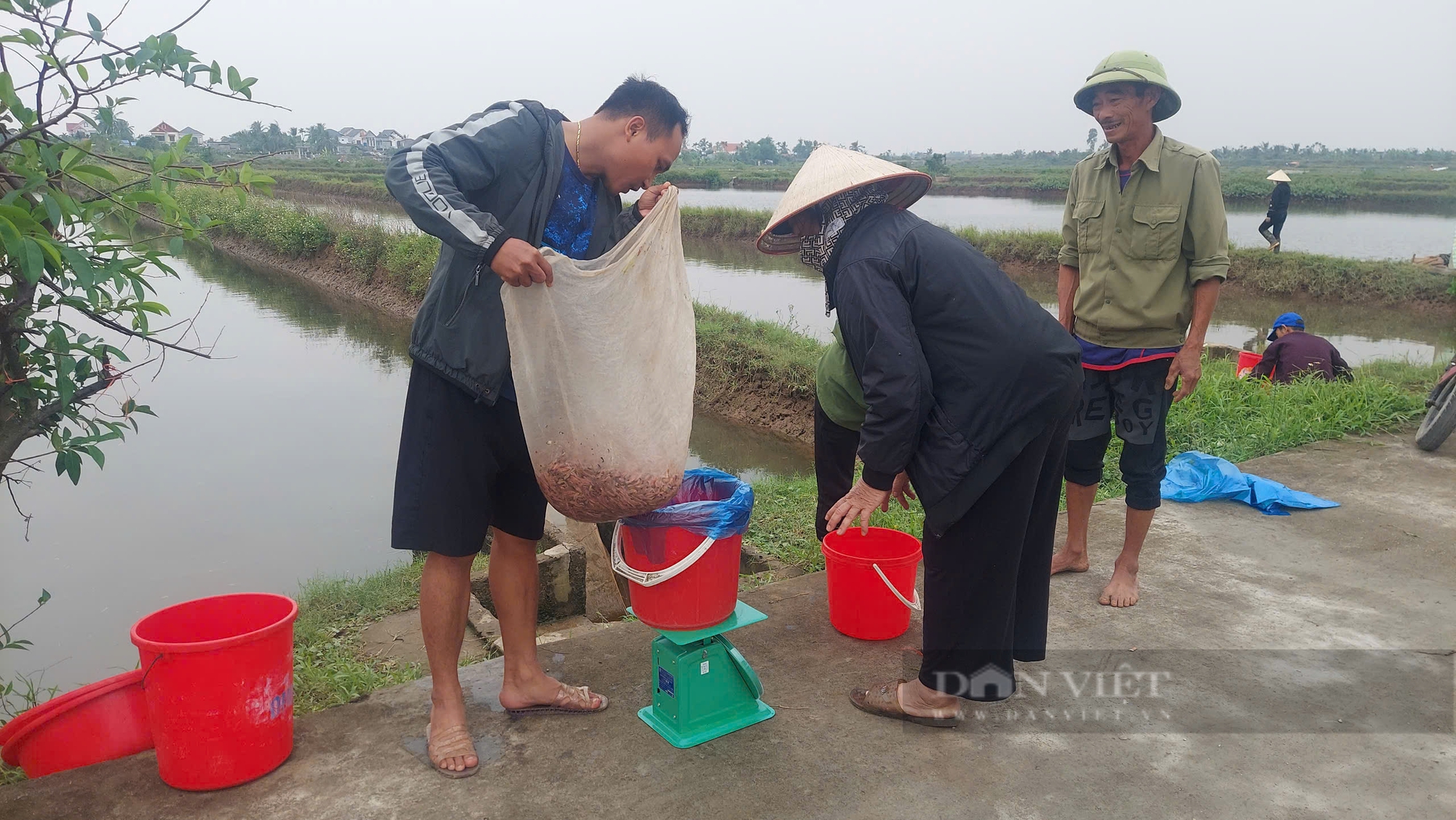 Đi vớt rươi nổi lúc nhúc - nguồn 