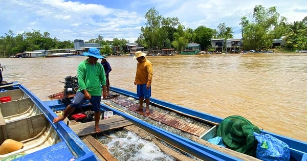 Ở đầu nguồn sông Hậu của An Giang-cá đồng la liệt, cá ăn chả hết, mùa nước nổi xúc cả tấn cá linh