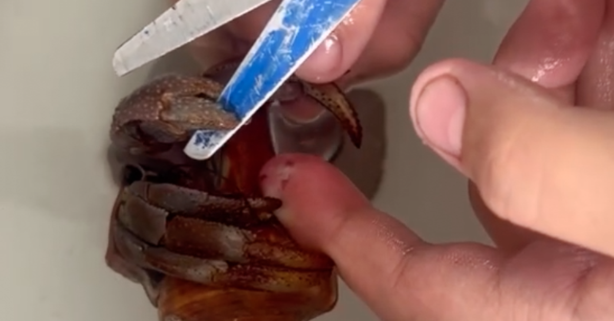 Warning students not to play 'hermit crab'