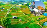 Admire the 'Tet flower capital' in Binh Duong from above