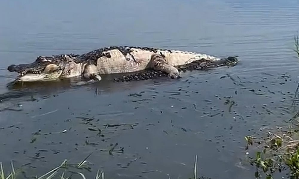 Footage of crocodiles eating their own kind