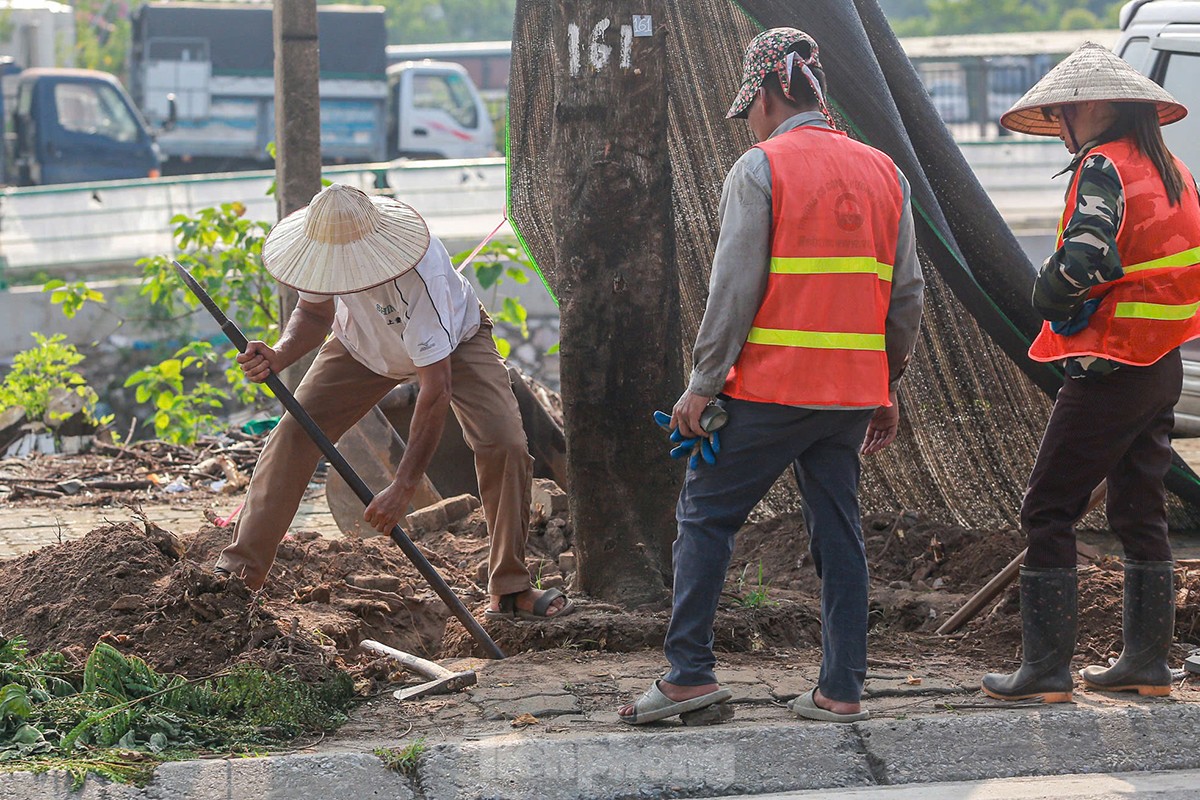 ¿Por qué se talaron casi 200 árboles a lo largo de la calle Tam Trinh? foto 17