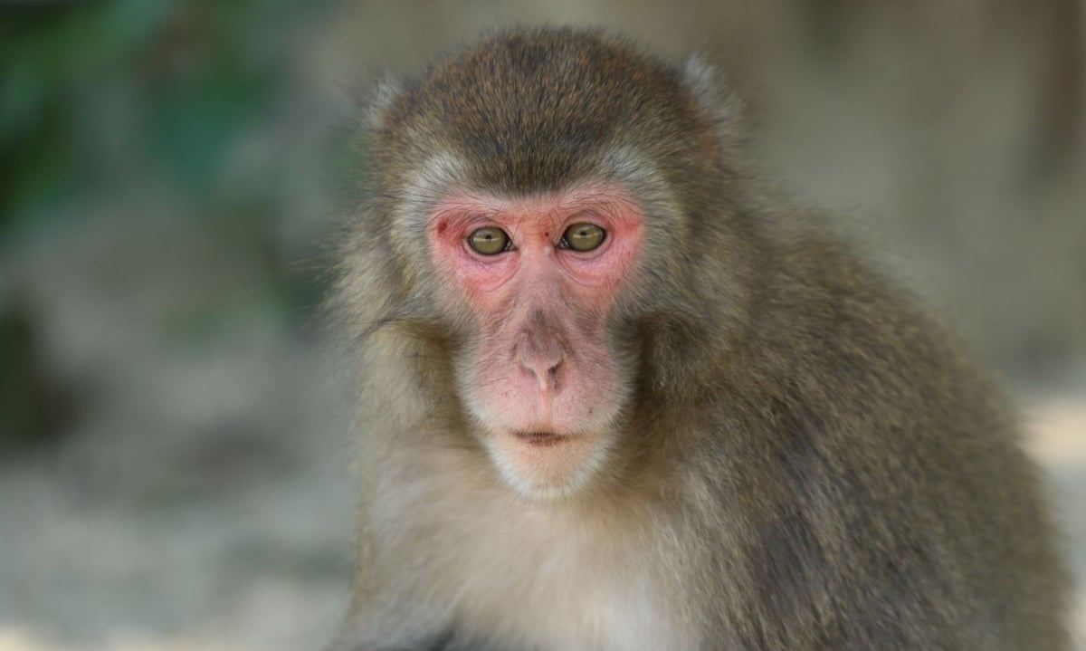 Affe überlebt mehr als 2 Jahre mit transplantierter Schweineniere