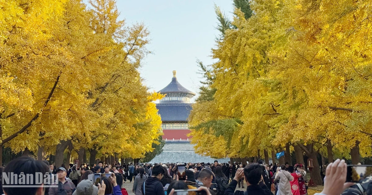 [Foto] Brillantes colores rojos y amarillos del otoño en Pekín