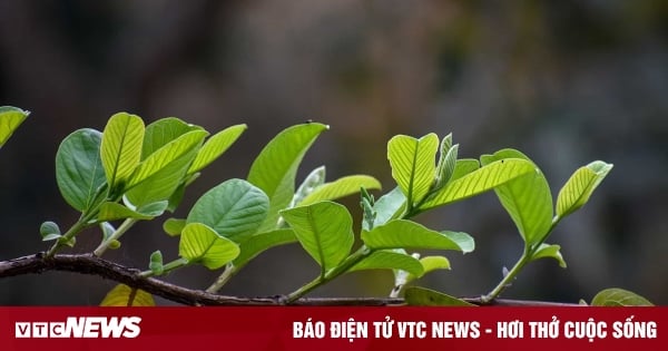 7 bienfaits surprenants des feuilles de goyave que tout le monde ne connaît pas