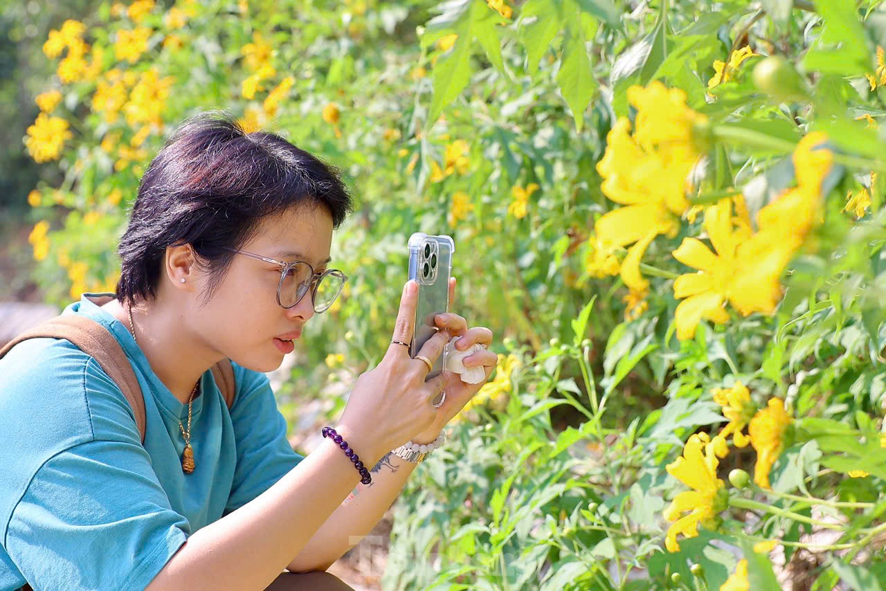 Multitudes se congregan ante los girasoles silvestres en los suburbios de Hanoi, foto 10