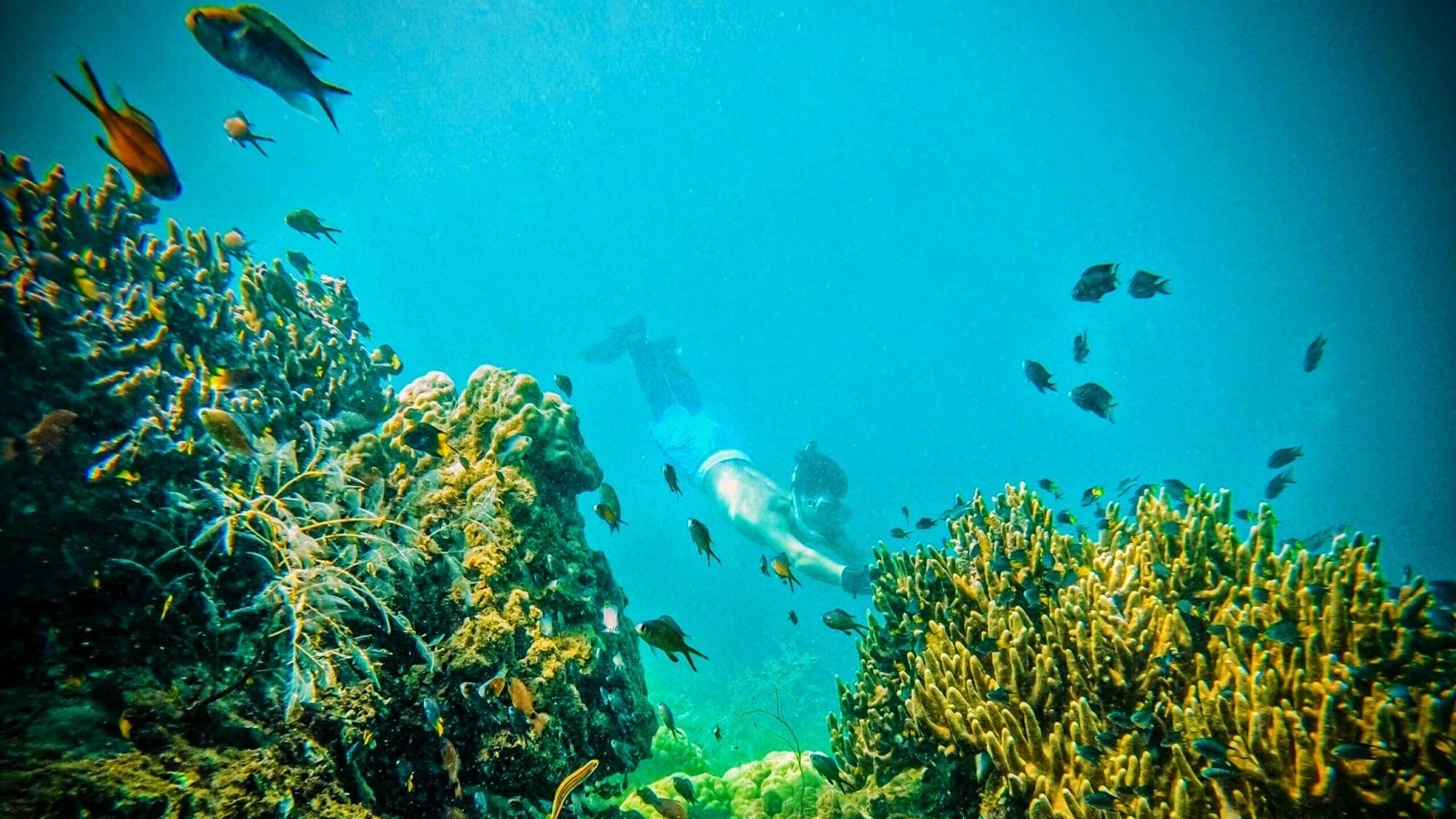 Explora el océano mágico con el turismo de buceo foto 9