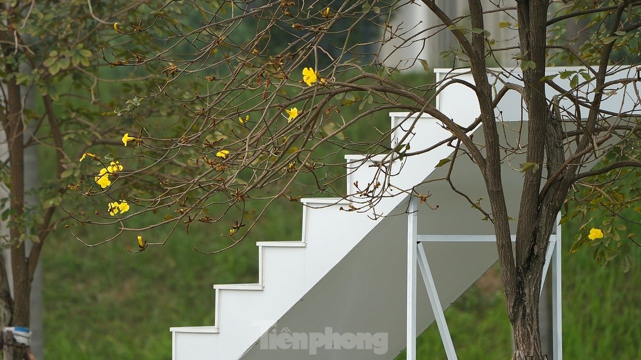 Erfreuen Sie sich an den gelben Windspielblumen, die früh in der Saison auf den Straßen von Hanoi blühen. Foto 9