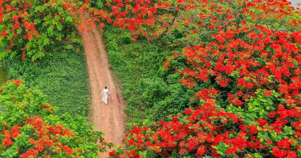 Go in the middle of summer to see the red phoenix flower season in Hanoi