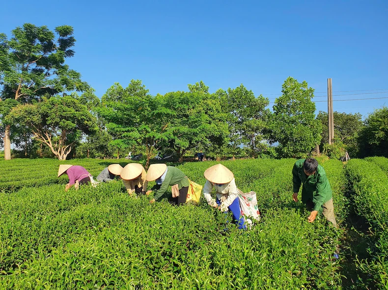 Nâng cao giá trị sản phẩm chè Hải Hà ảnh 1