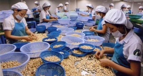 Die Situation aus Kaufkämpfen und Verkaufsvermeidung zerstört die vietnamesische Cashew-Industrie.