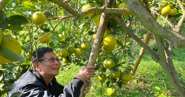 Old farmer from Nghe An reveals secret to prevent specialty oranges from falling