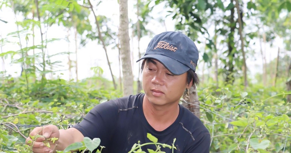 The price of a flower that acts as a sedative has dropped sharply, causing farmers in a district in Binh Phuoc to lose a significant source of income.