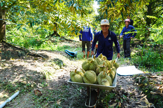 Gardeners in Phu Quy commune use wheelbarrows to push durian from the garden to the gathering point to wait for traders to weigh it. Photo: Hoang Nam