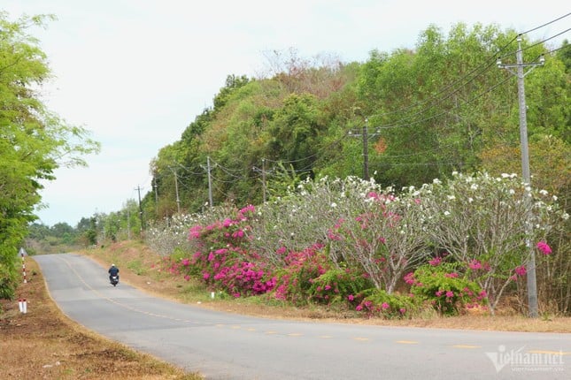 동나이 정글 한가운데에 있는 25km 길이의 부겐빌레아 길의 미스터리 사진 3