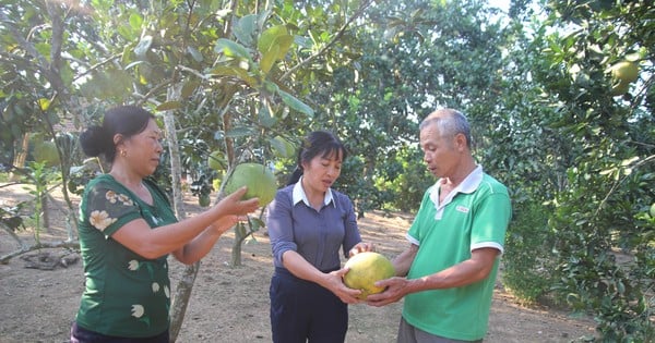 Das Geheimnis, Muc-Grapefruit aus Lao Cai herauszubringen und den Menschen beim wirtschaftlichen Aufbau zu helfen