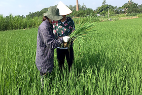 Lam Thao prévient activement la maladie des taches brunes du riz