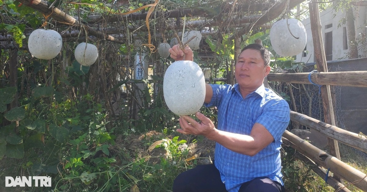 Growing a vine that produces giant, fragrant fruits makes farmers rich