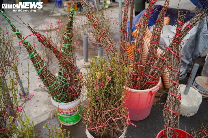 Để có được những cành đào này, chị Hậu năm nào cũng đặt mua từ sớm của người trồng đào ở Phú Thượng (quận Tây Hồ, Hà Nội), để họ xử lý tuốt lá sớm, mới kịp có đào để bán trong dịp này. "Bình thường thì tầm này họ mới đang tuốt lá để đào ra hoa vào đúng Tết Âm lịch, nên mình phải vào đặt trước để họ xử lý sớm", chị Hậu nói.