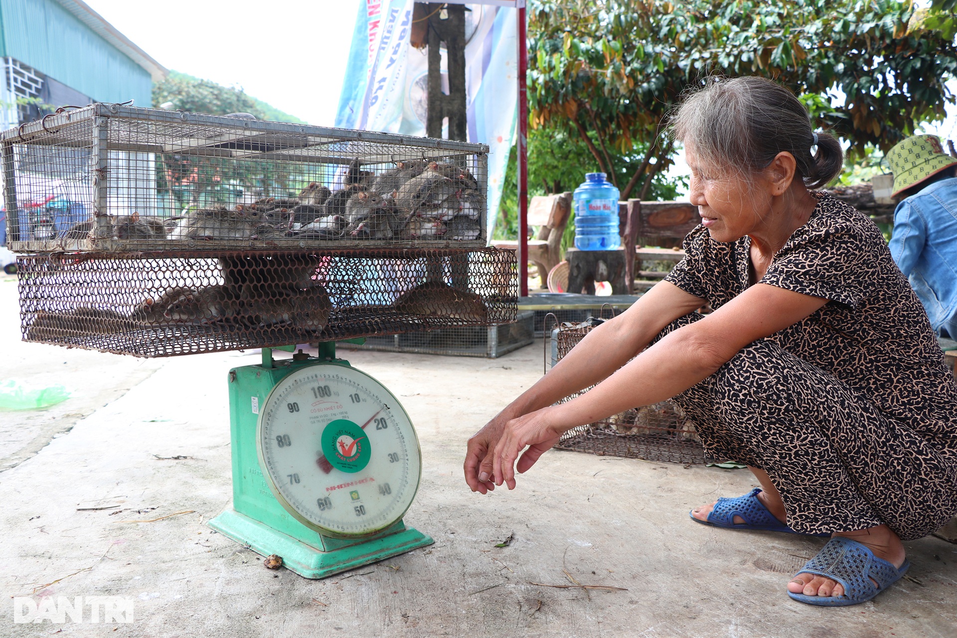Gom bắt cả lồng chuột nhung nhúc, nông dân kiếm tiền triệu sau một đêm - 6