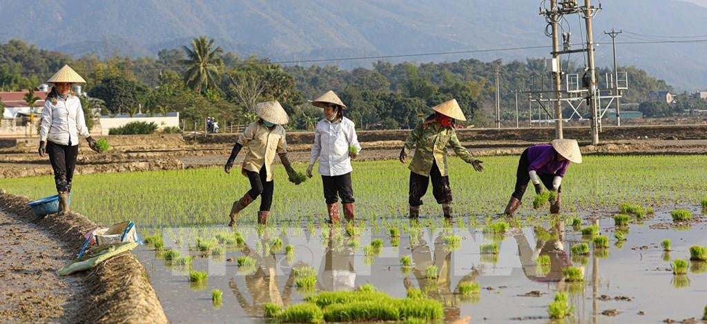 Đảm bảo khả năng phục hồi cho nông dân và cây trồng thông qua bảo hiểm nông nghiệp